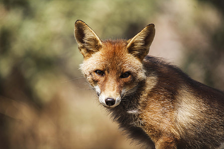 brown fox selective focus photography thumbnail