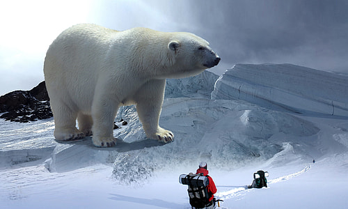 white polar bear edited photo thumbnail