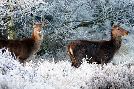 two brown deer standing on grass field thumbnail