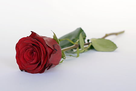 closed up photo of red rose flower thumbnail