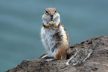 shallow focus photography of gray and brown squirrel thumbnail