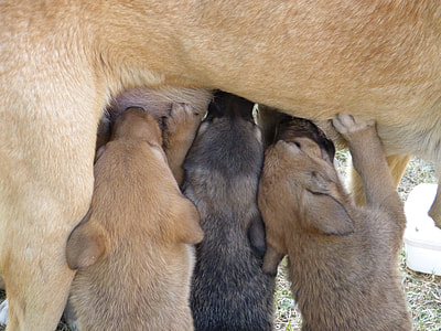 puppies sipping milk to their mother thumbnail