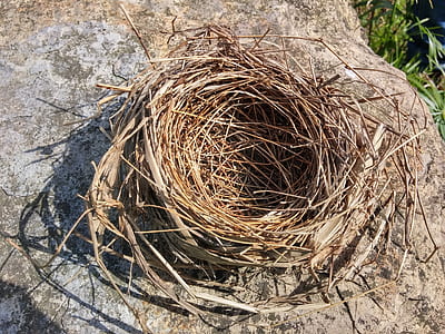 bird nest thumbnail