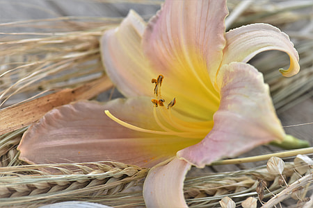 selective focus photography of pink lily flower thumbnail