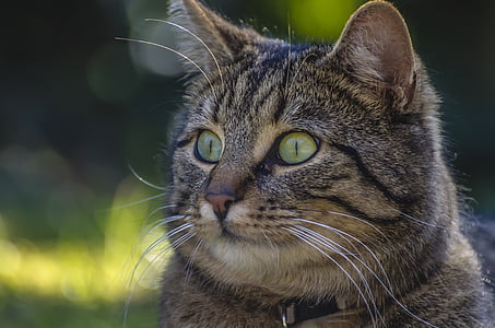 closeup photo of grey tabby cat thumbnail