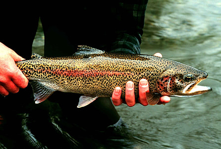 Rainbow Trout - Oncorhynchus mykiss thumbnail