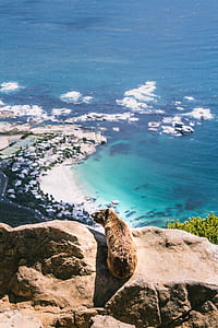brown animal on cliff thumbnail