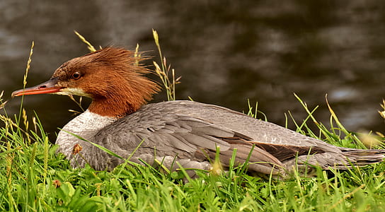 brown, gray, and black duck on grass field thumbnail