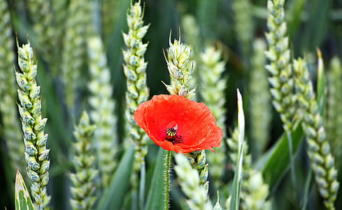 selective-focus photo of red poppy on wheat field thumbnail