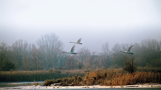 three white birds flying thumbnail