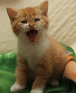 shallow focus of orange tabby kitten thumbnail