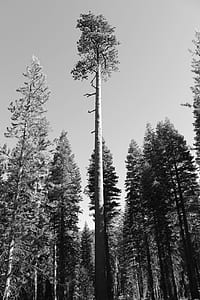 grayscale Red Wood National Park thumbnail