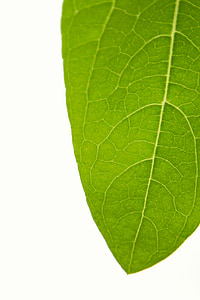 green leaf thumbnail