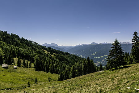 conifers, environment, evergreen, fir trees, forest thumbnail