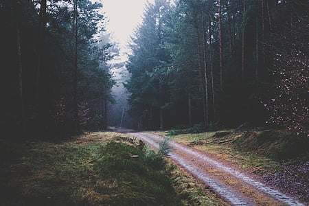 green leaf trees thumbnail