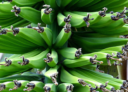 green banana fruit thumbnail