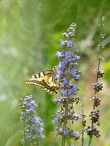 Machaon, Papilio Machaon thumbnail