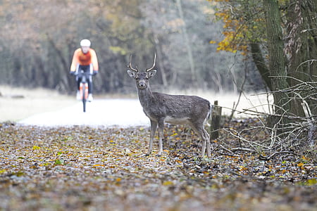 grey deer on road thumbnail