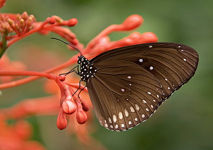 close-up photography of black butterfly perching on orange flower thumbnail