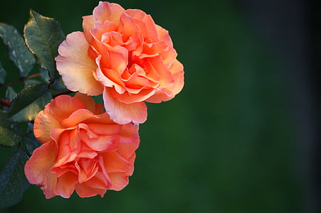two pink and orange rose flowers thumbnail