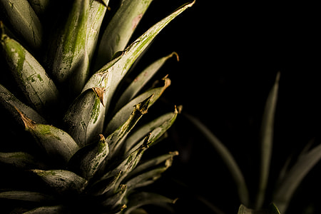 green pineapple crown thumbnail