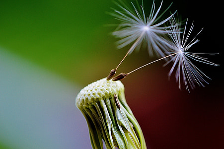white flowers thumbnail