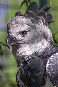 close-up photography of gray bird thumbnail