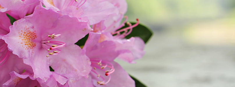 pink azalea flowers in closeup photo thumbnail