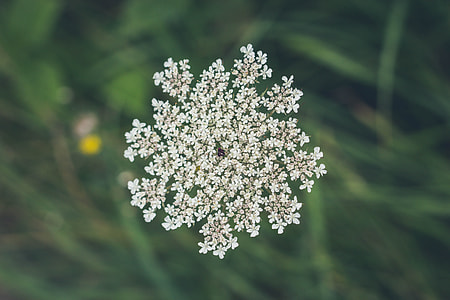 selective focus photo of white Queen Anne's lace flower in bloom thumbnail