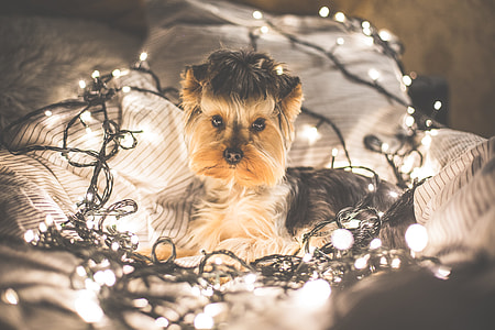 Cute Jessie The Dog in Christmas Lights thumbnail