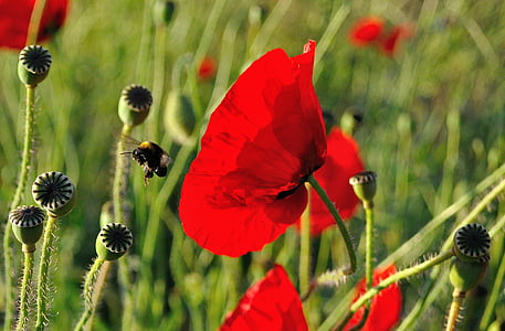 bumble bee flying near red poppy flowers thumbnail