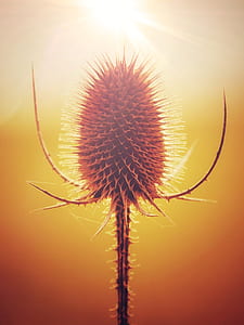 ray of light hitting flower thumbnail