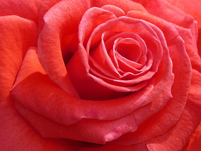 pink petaled rose thumbnail
