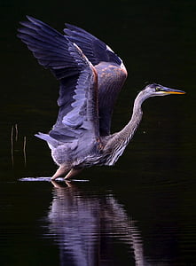 gray heron digital wallpaper thumbnail