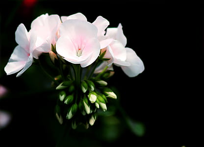 White Petal Flower Selective Focus Photography thumbnail