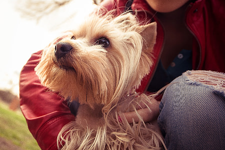 Yorkshire Portrait thumbnail