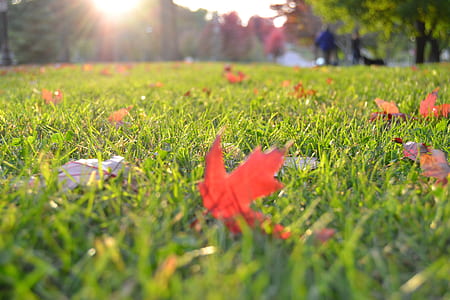 maple leaf on lawn green grass during daytime thumbnail