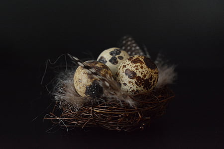photo of three egg shells on nest thumbnail