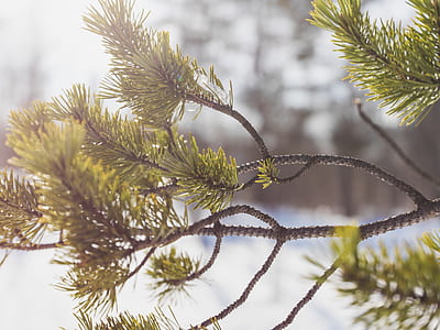 shallow focus of tree stem at daytime thumbnail