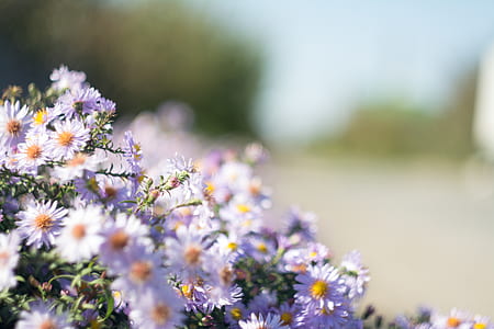 tilt-shift lens photography of white and purple daisies thumbnail