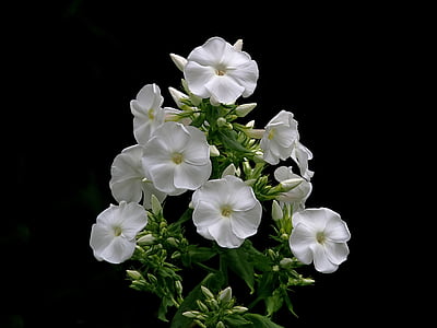 low-light photography of white flowers thumbnail