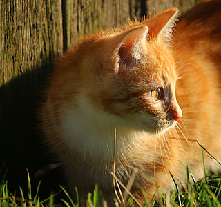 orange tabby cat near brown wooden panel thumbnail