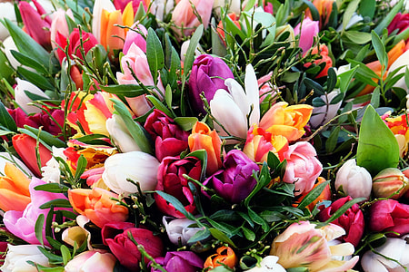 bed of tulips thumbnail
