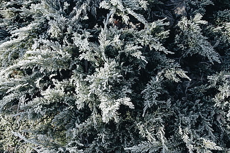 Winter freeze thumbnail