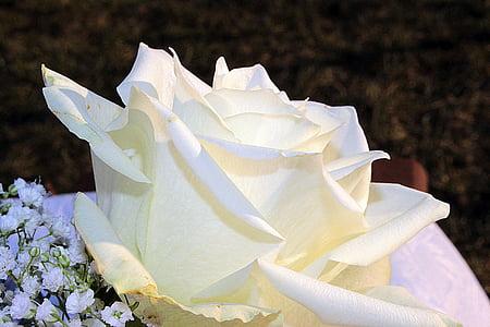 white rose flower in close-up photography thumbnail