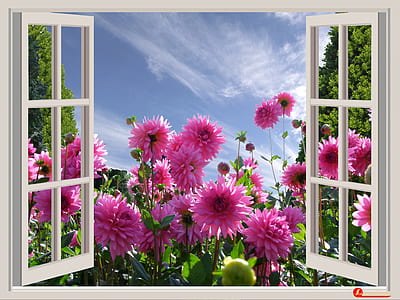 pink petaled flower near white wooden framed window at daytime thumbnail