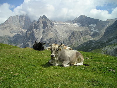 herd of cows laying on grass field with mountain as background photo thumbnail