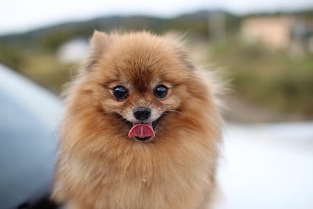 long coat tan dog showing tongue thumbnail