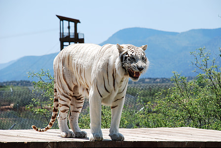 photo of albino tiger thumbnail