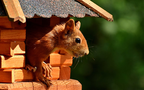 brown squirrel on brown wooden pet house thumbnail